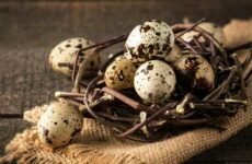Перепелиные яйца — польза и вред для организма