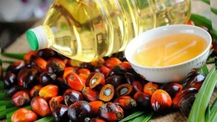 Пальмовое масло — польза или вред
